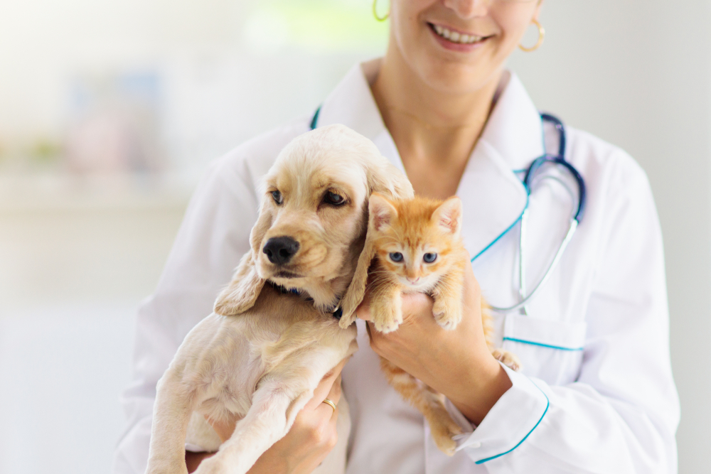 Should You Get Pet Insurance in Malaysia? - Pesan By Qoala