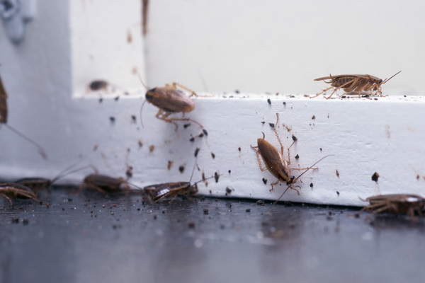 cockroach inside car