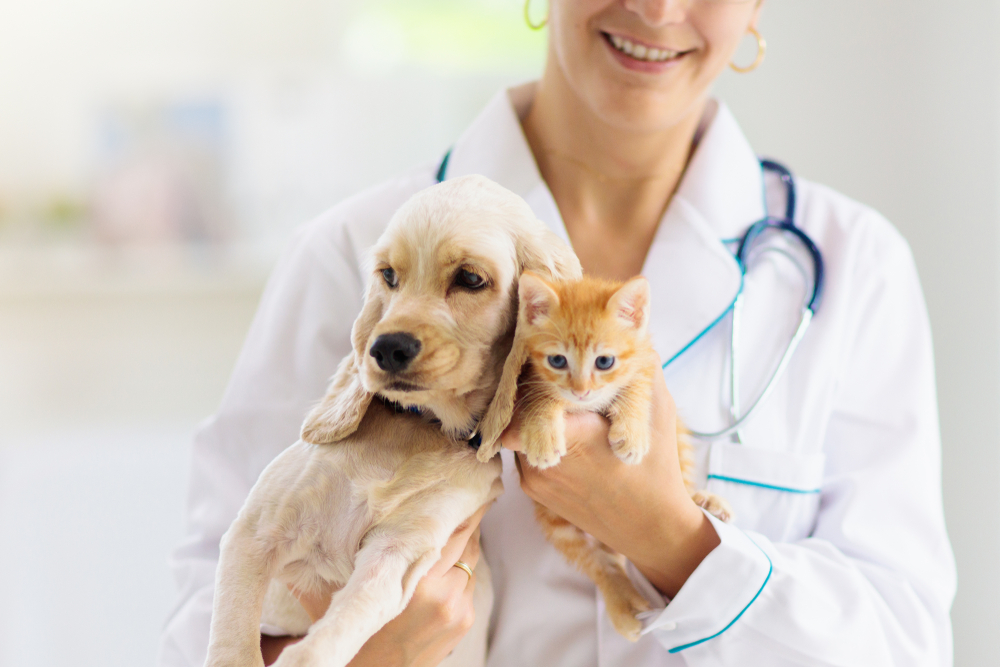 Insurans haiwan penting untuk melindungan anda daripada kos rawatan dan penjagaan veterinar yang tinggi